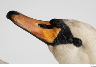 Mute swan beak head mouth 0004.jpg